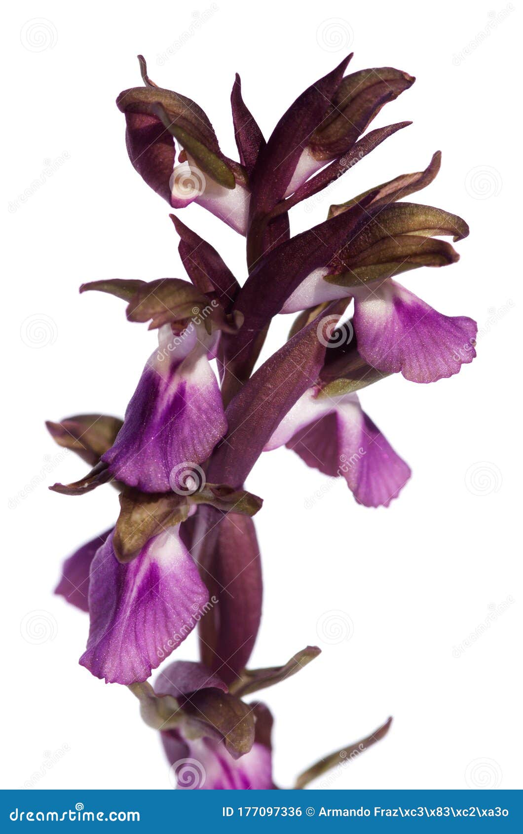 wild orchid anacamptis collina flowers detail over white