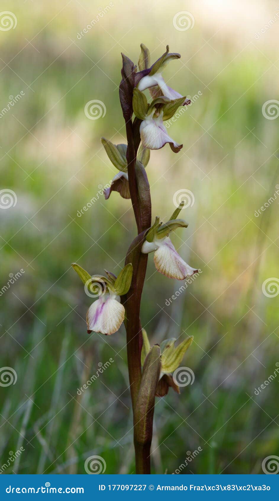 wild orchid anacamptis collina light flowers inflorescence