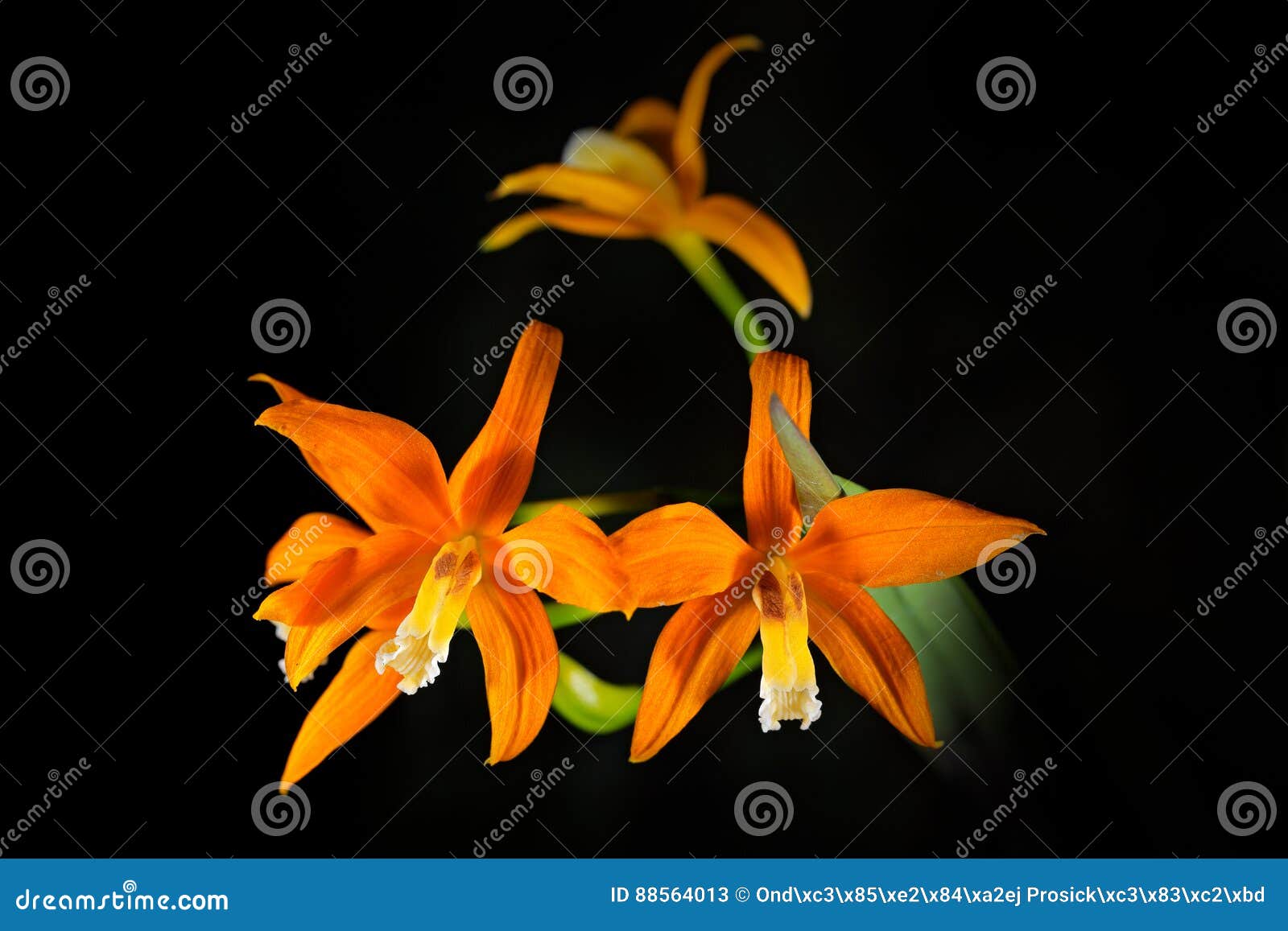 wild orchid cattleya neokautskyi, shady forest of espirito santos, brazil. orange flower, nature habitat. beautiful orchid bloom,