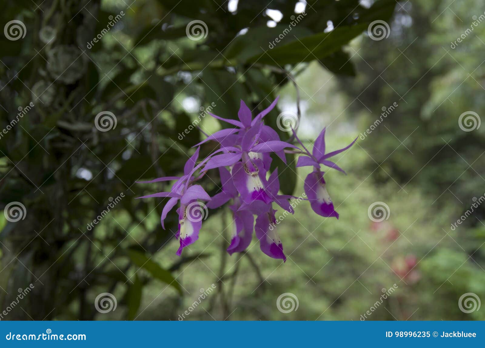 Wild Orchid Growing On Cliff In Forest [Dendrobium] RoyaltyFree Stock