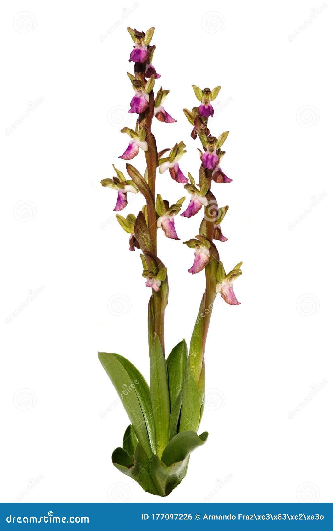 wild orchid plants - anacamptis collina -  over white