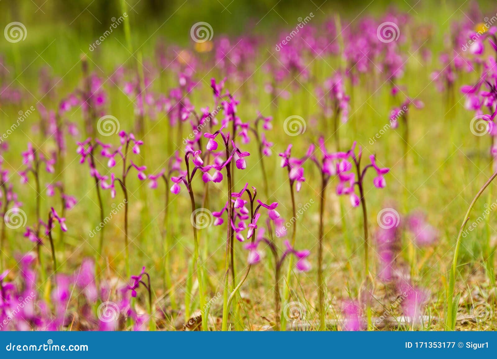 wild orchids on meadow