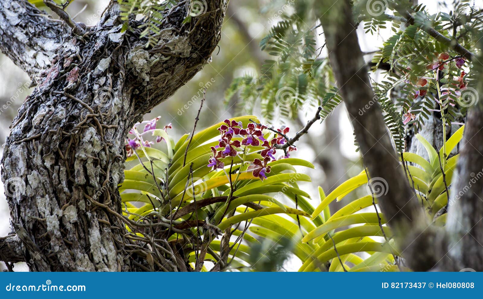wild orchids on tree, komodo island, indonesia