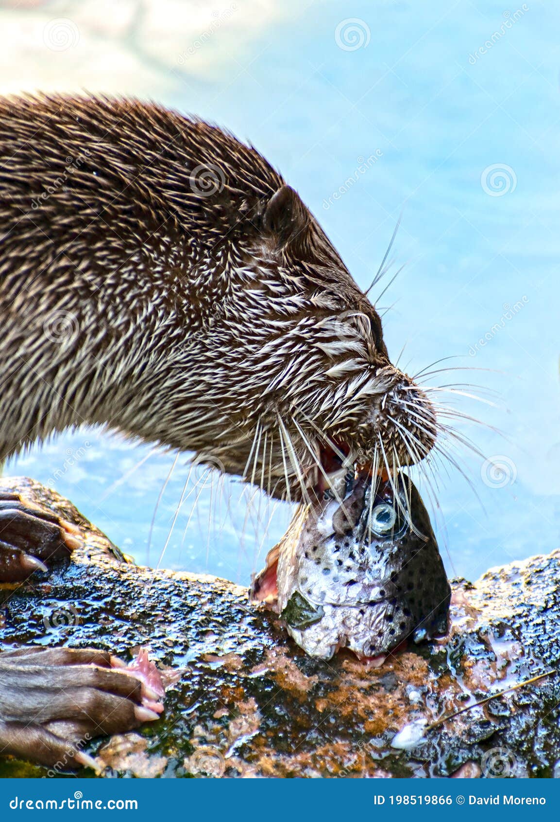 Wild Otter Feeding from a Fish at a Lake Stock Photo Image of head