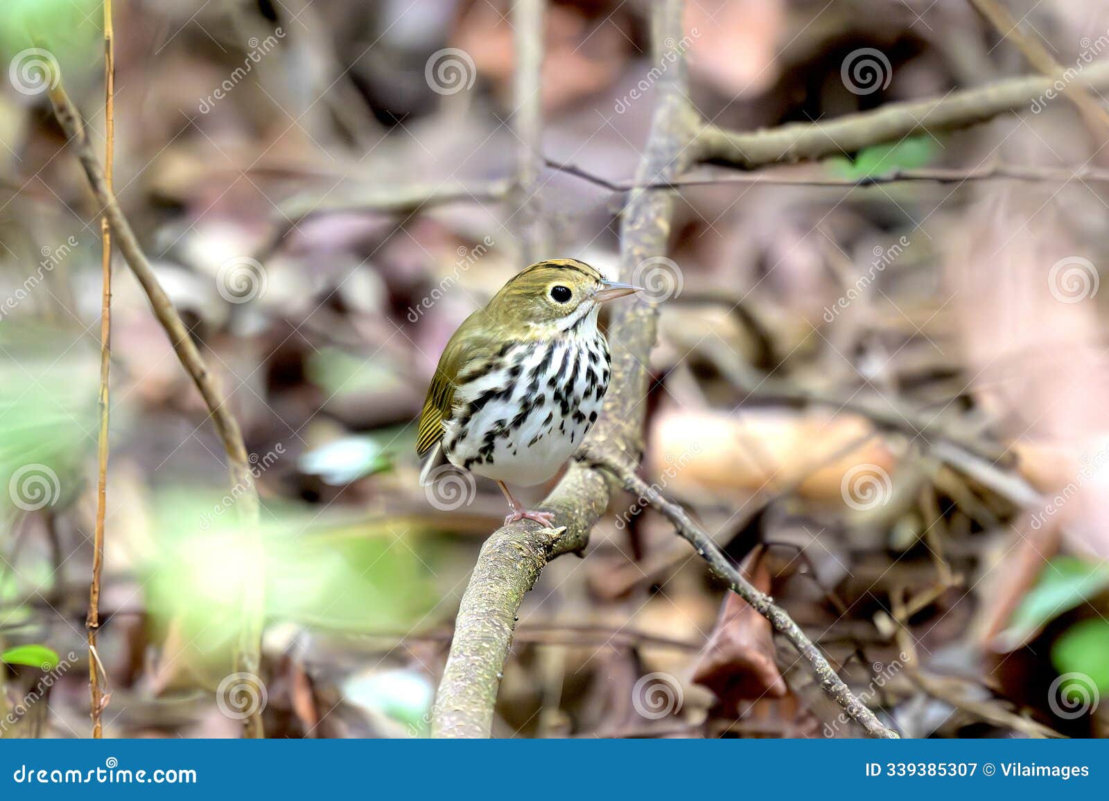 wild ovenbird perched on a branch.