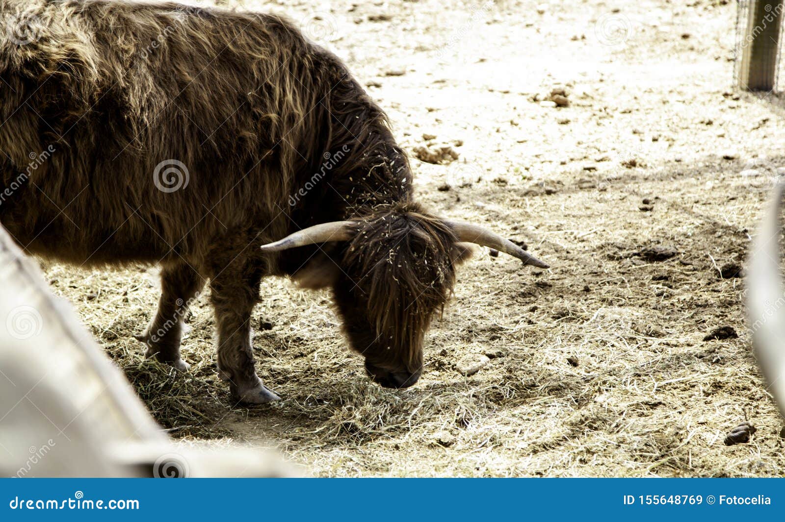 Wild ox farm stock image. Image of huge, food, animal - 155648769 Wild ox farm stock image. Image of huge, food, animal - 155648769