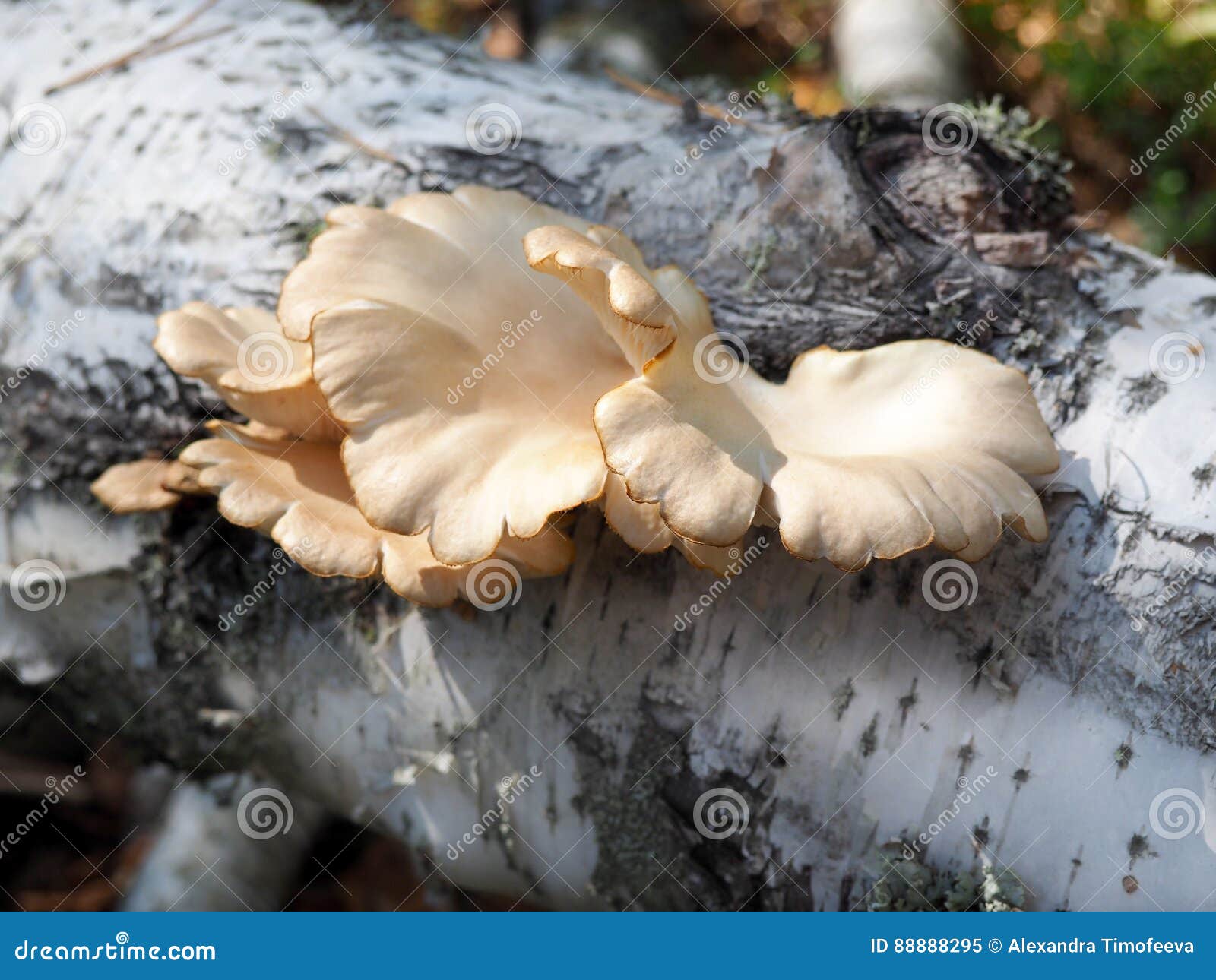 Wild Oyster Mushroom Stock Photos Download 1,176 Royalty Free Photos
