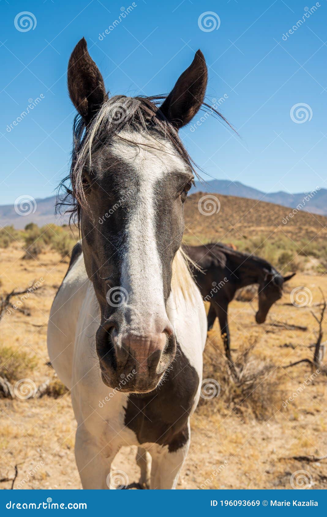 Wild Paard Met De Naam Appaloosa in De Nevada Woestijn Stock Afbeelding - Image zijn, vermindering: 196093669