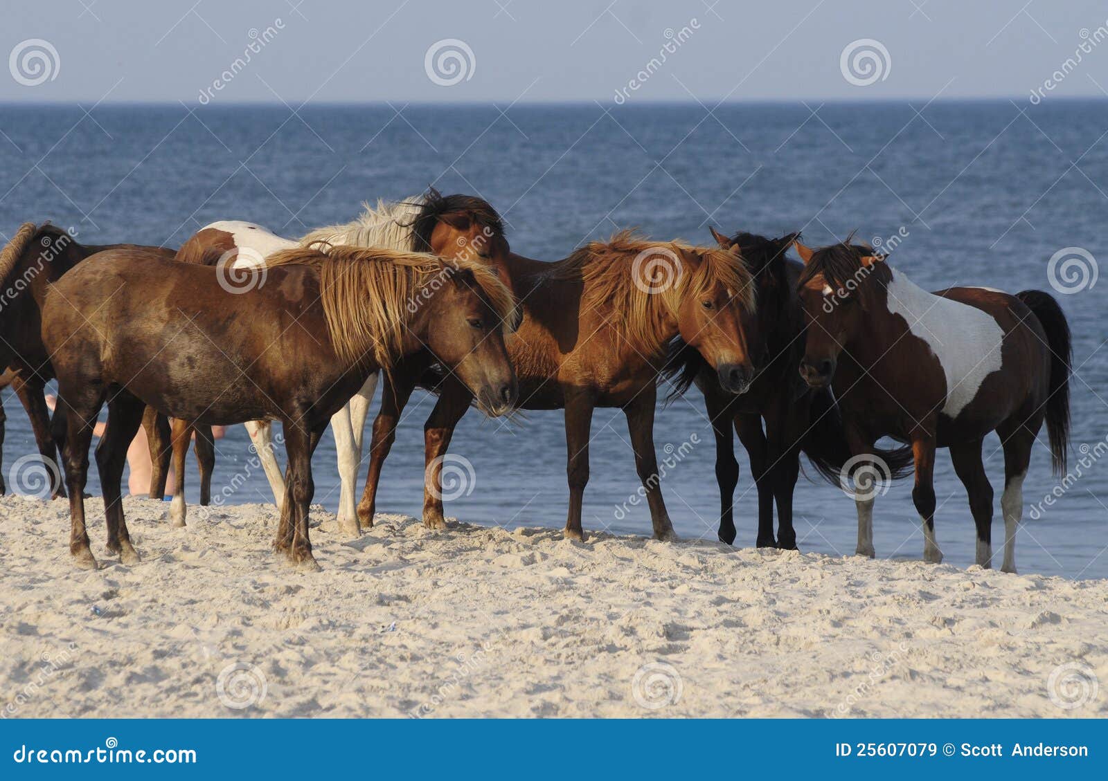 WILD PAARDEN VAN EILAND ASSATEAGUE Redactionele Stock Afbeelding Image of ertsader, maryland