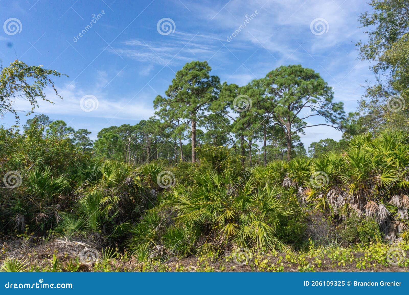Wild Palm Trees on Gulf Coast of Florida Stock Image Image of jungle