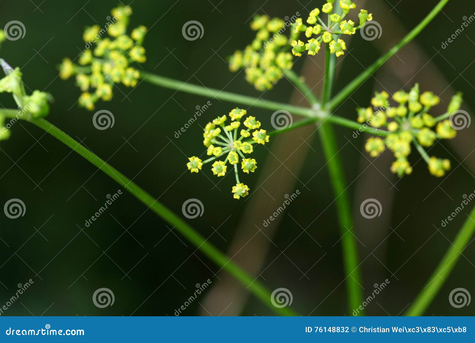 wild parsnip flower (pastinaca sativa)