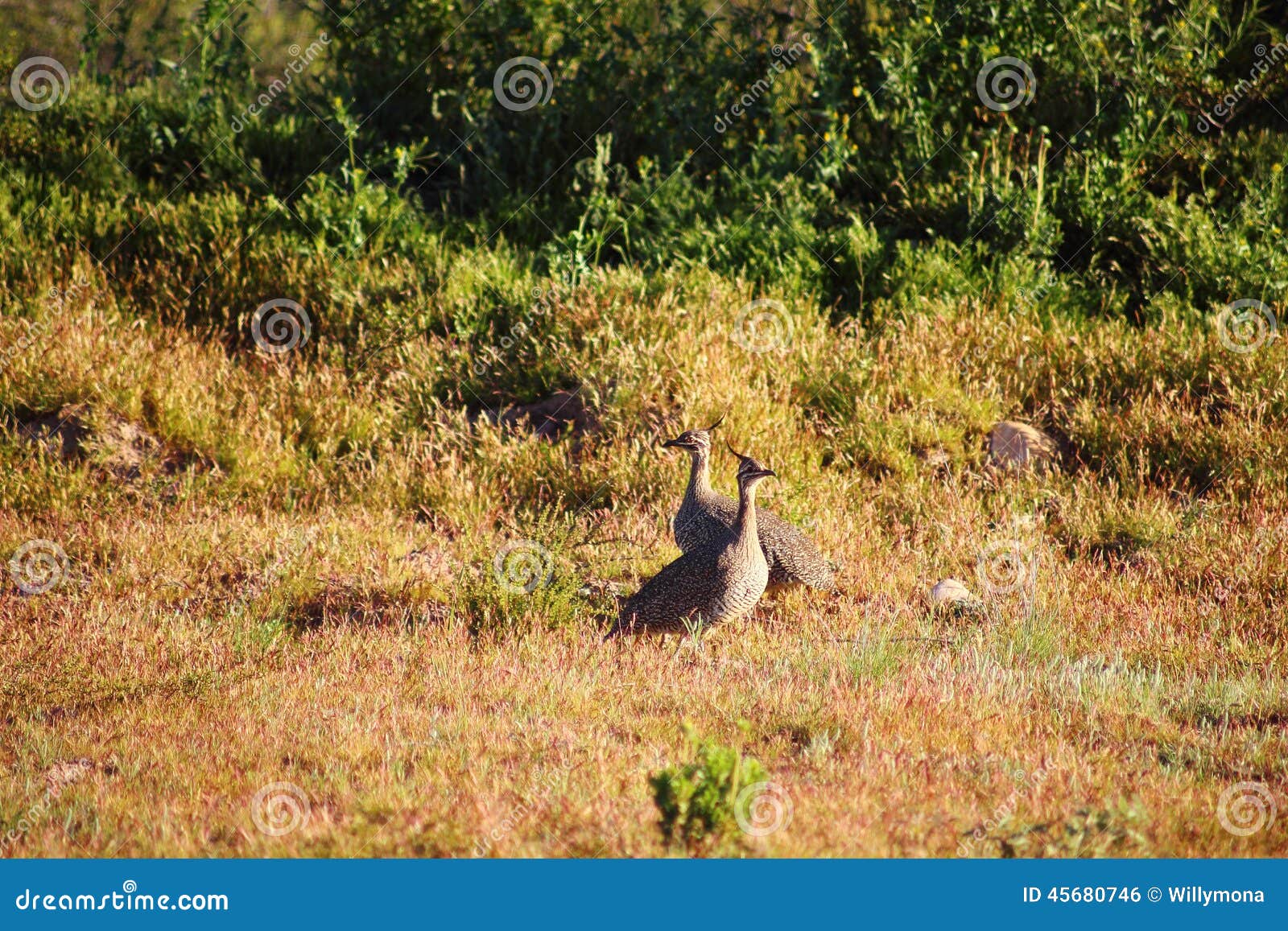 Wild partridge stock photo. Image of partridges, partridge 45680746