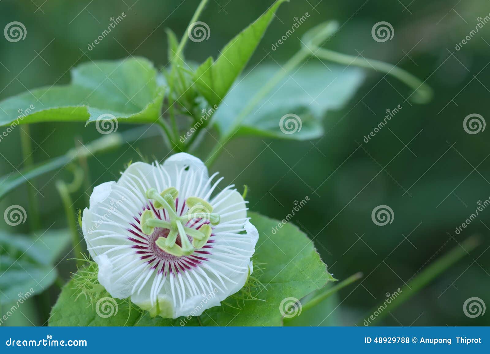 Wild passion fruit flower stock photo. Image of bloom 48929788