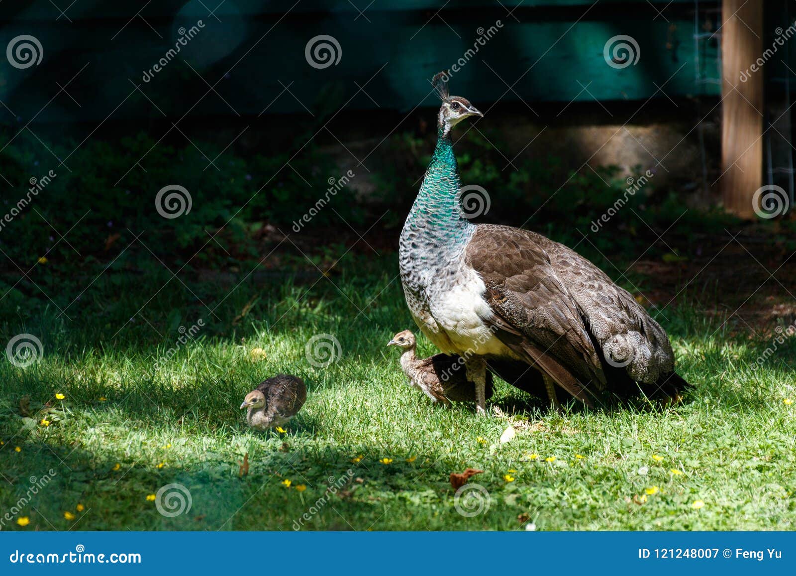 Wild Peacock and chicks stock image. Image of canada 121248007