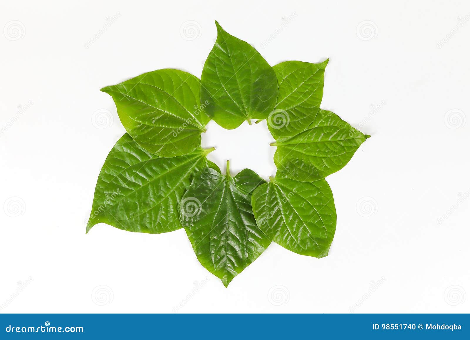 Wild Pepper Leaf stock photo. Image of fresh, lolot, vegetable 98551740