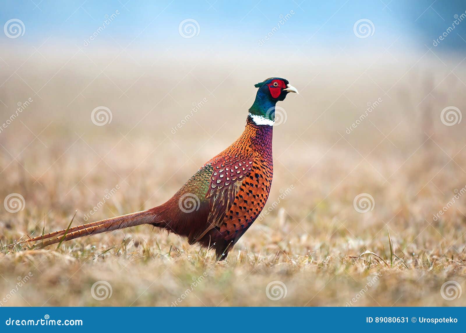 Wild pheasant in a field stock image. Image of birdwatching 89080631