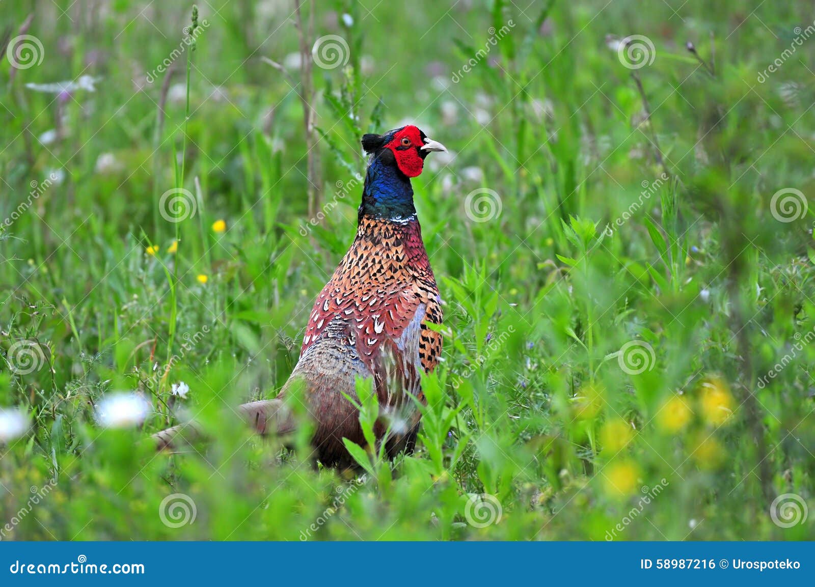 Wild pheasant stock photo. Image of ornithology, outdoor 58987216