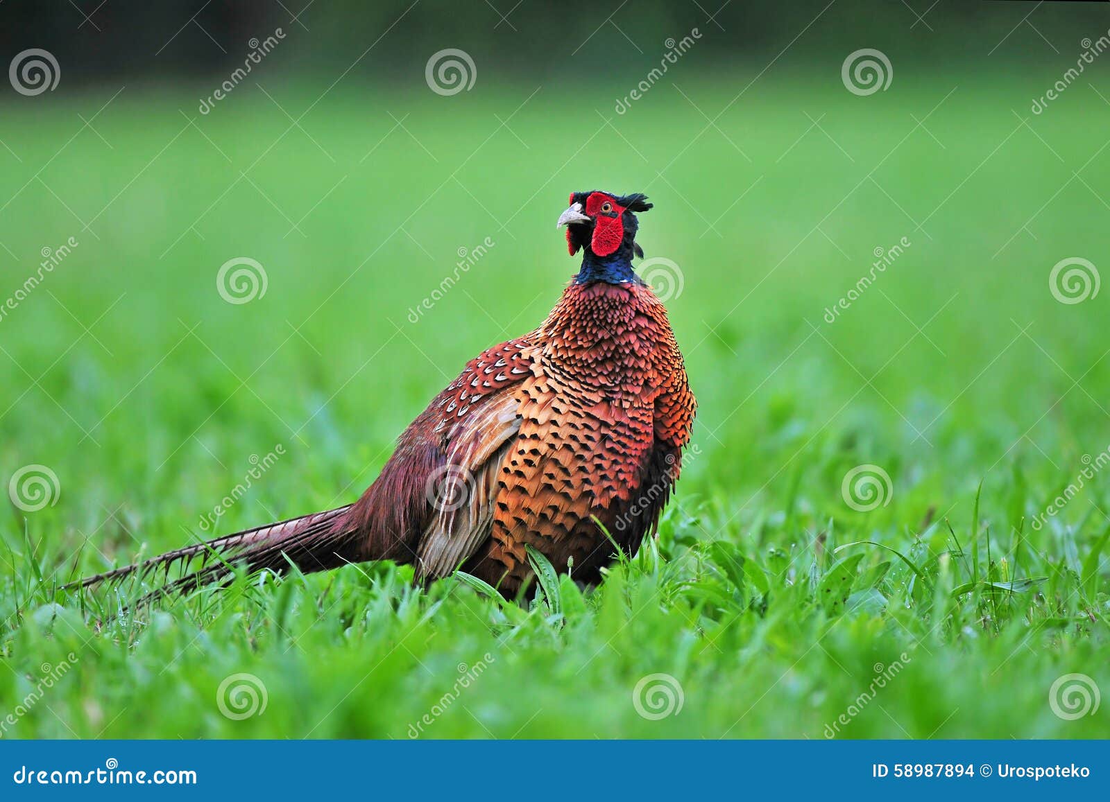 Wild pheasant stock photo. Image of field, birdwatching 58987894