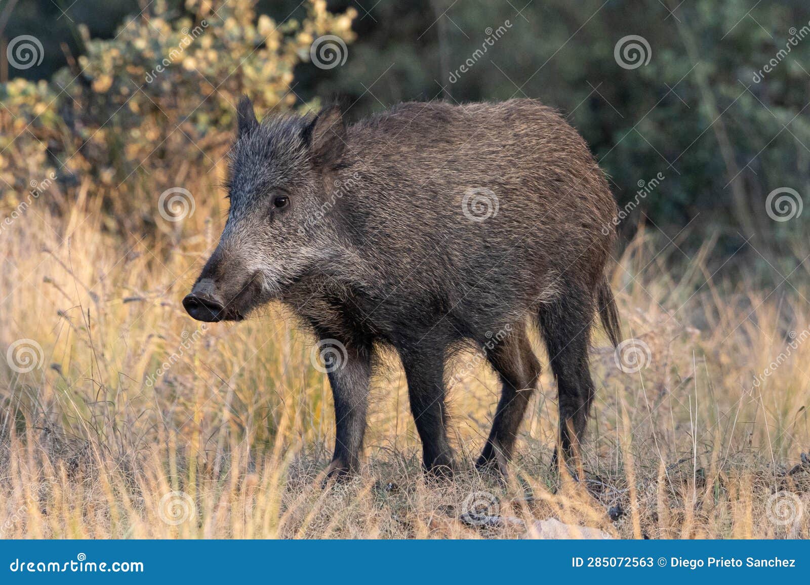 wild pig