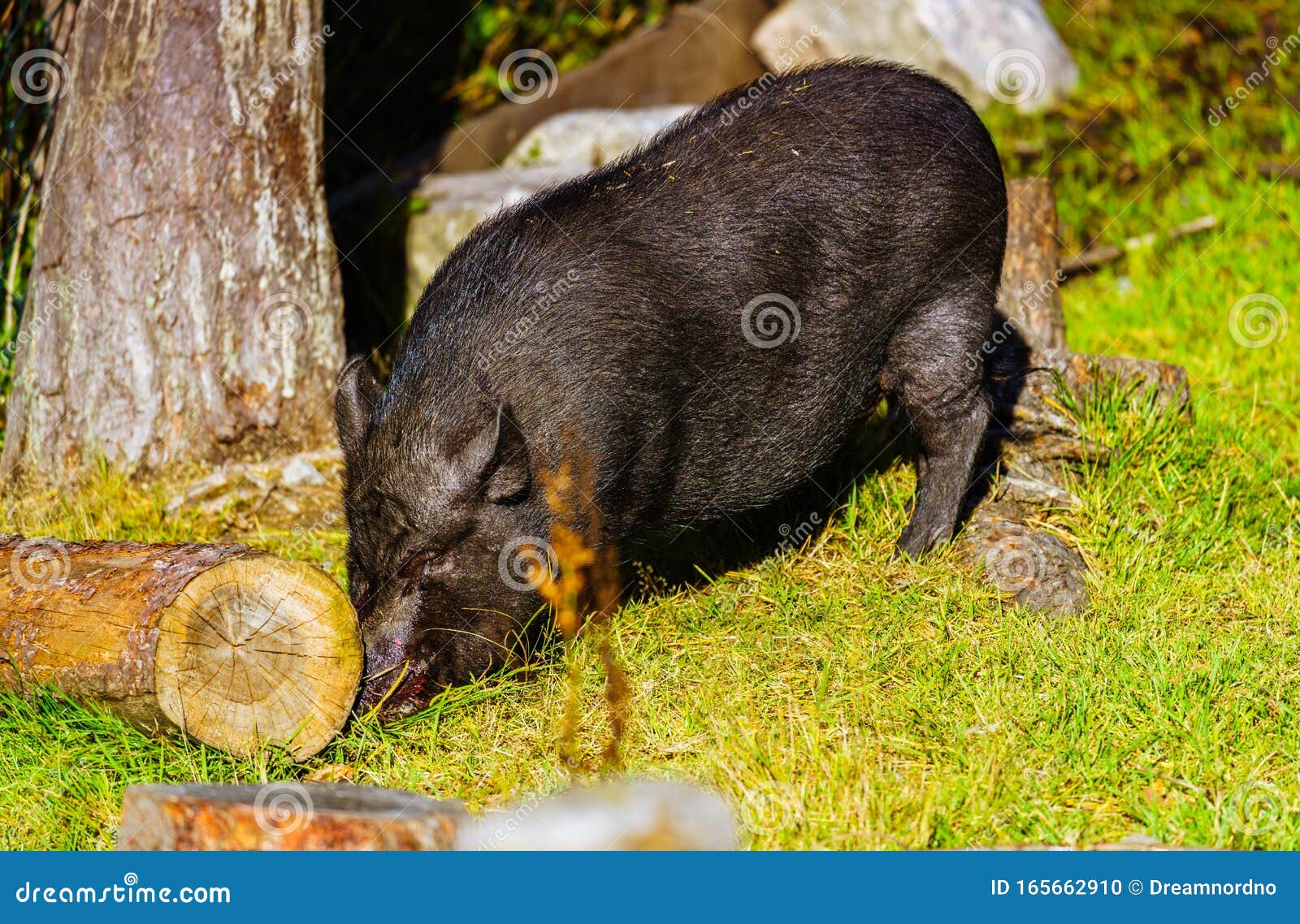 Wild Pig in the Pasture, Closeup PhotoS Stock Photo Image of