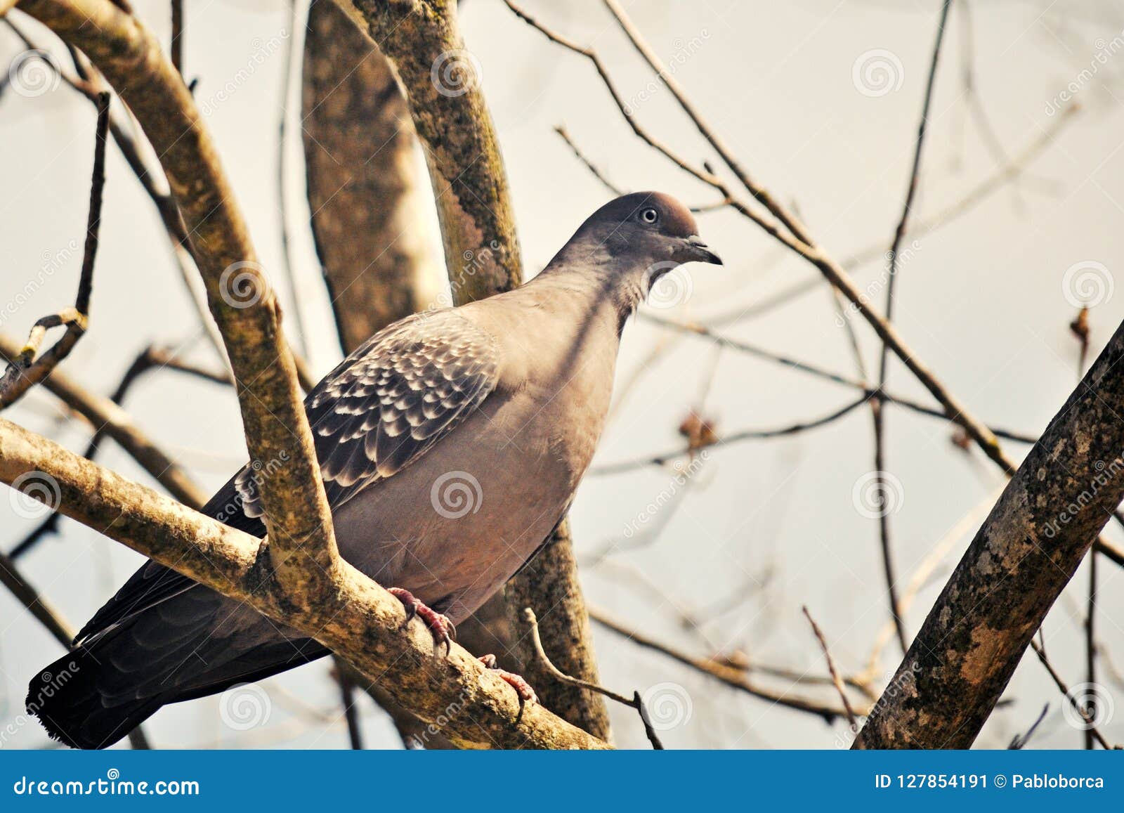 Pigeon stock image. Image of scene, animal, bird, relaxing 127854191