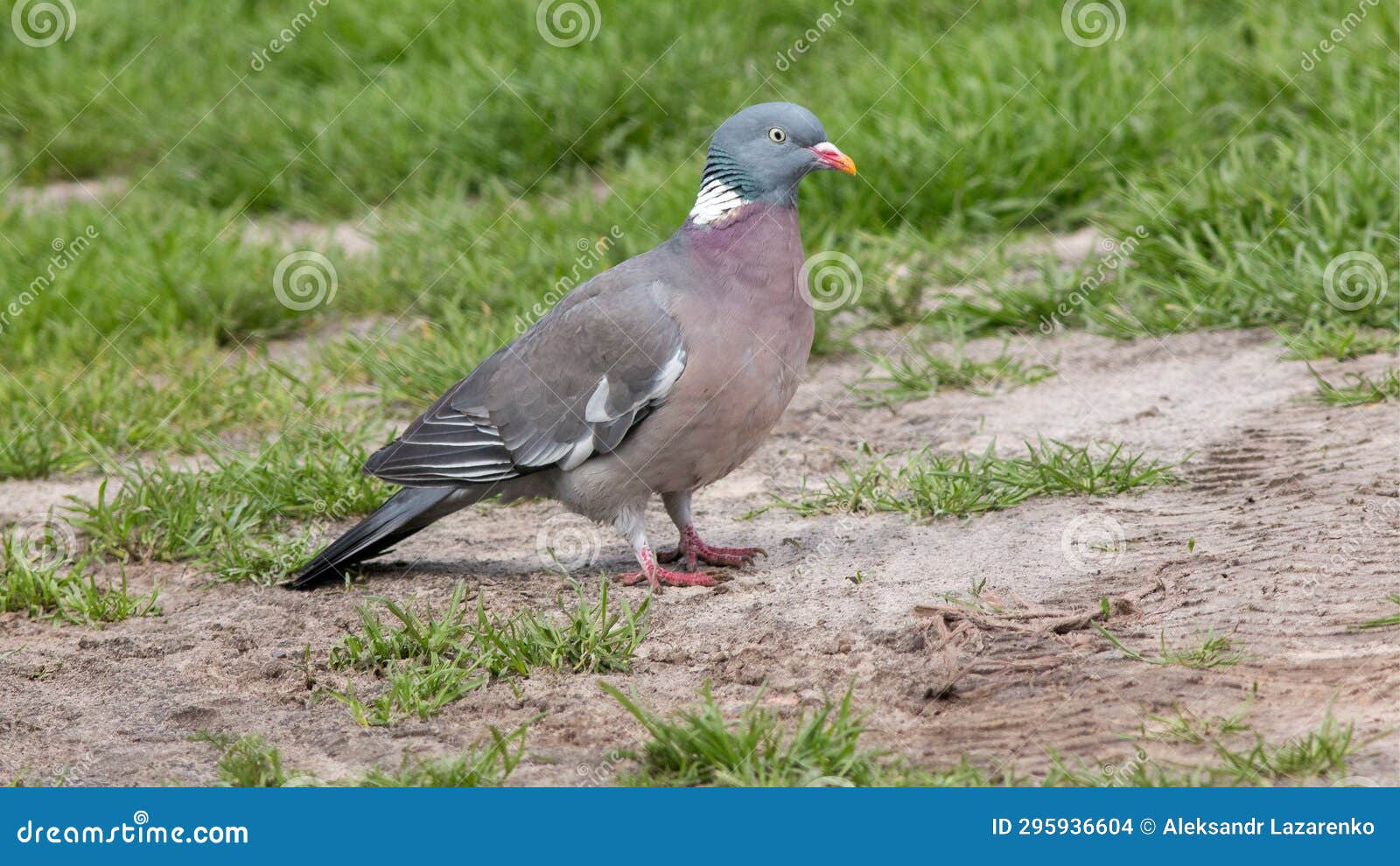 Wild Pigeon Pigeon Sitting on Green Grass Stock Photo Image of bird