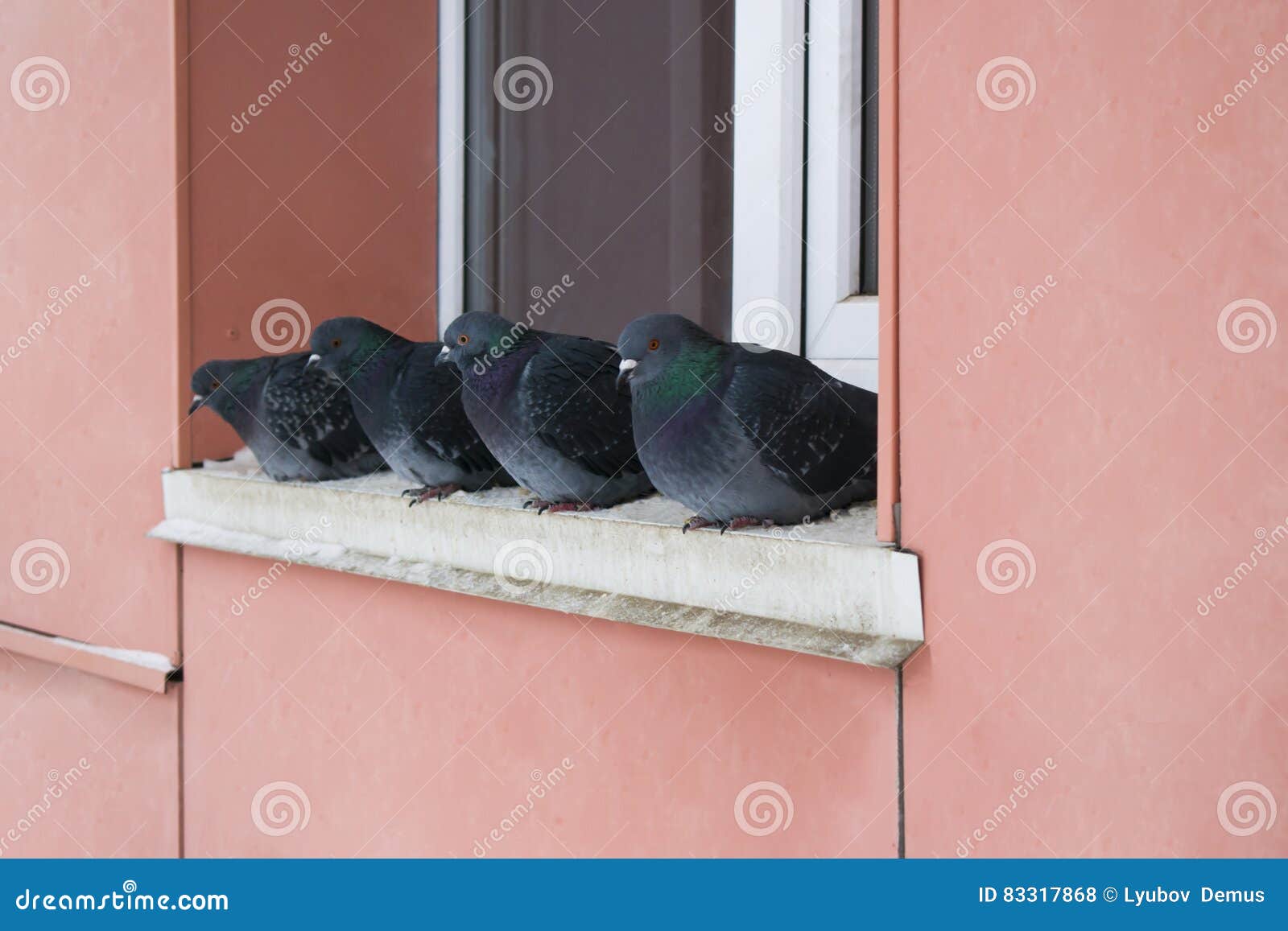 Wild Pigeons in Winter, Sitting on the Ledge Near the Window Stock