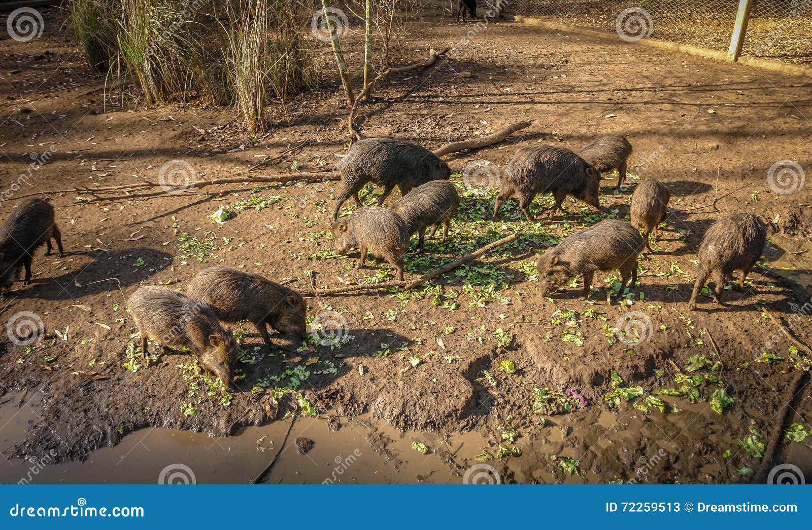 Wild pigs eating stock image. Image of game, group, babies 72259513