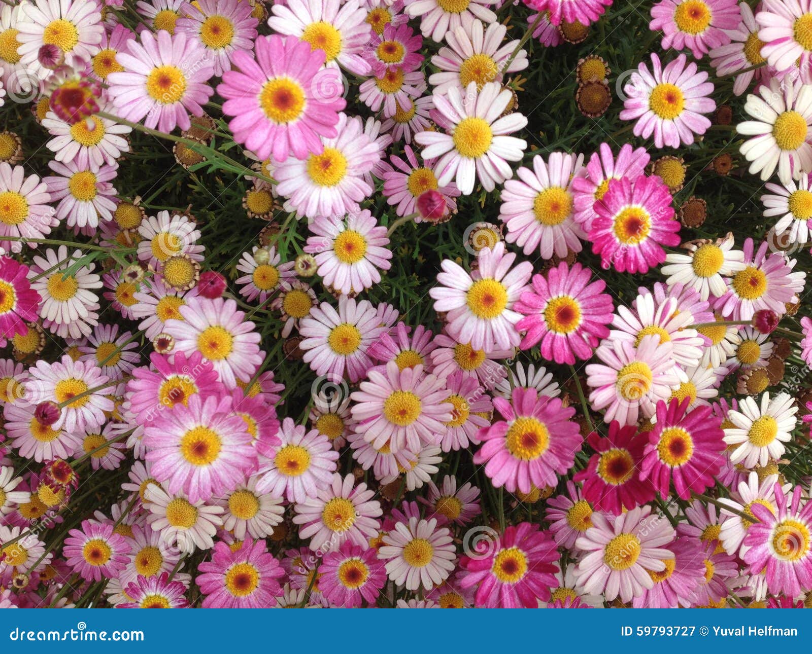 Wild Pink Daisies stock image. Image of beautiful, leaf 59793727