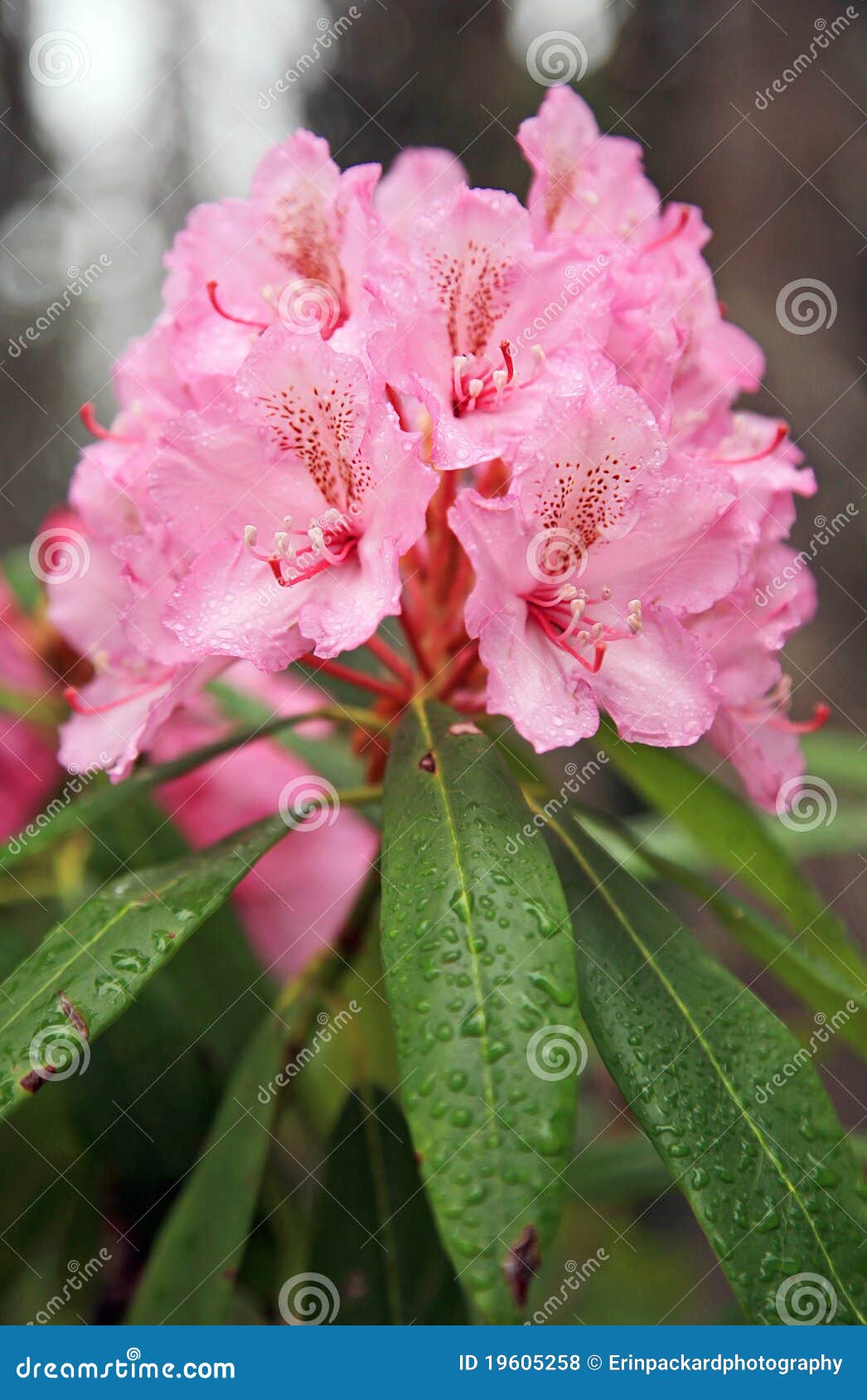 Wild Pink Rhododendrons stock photo. Image of white, hood 19605258
