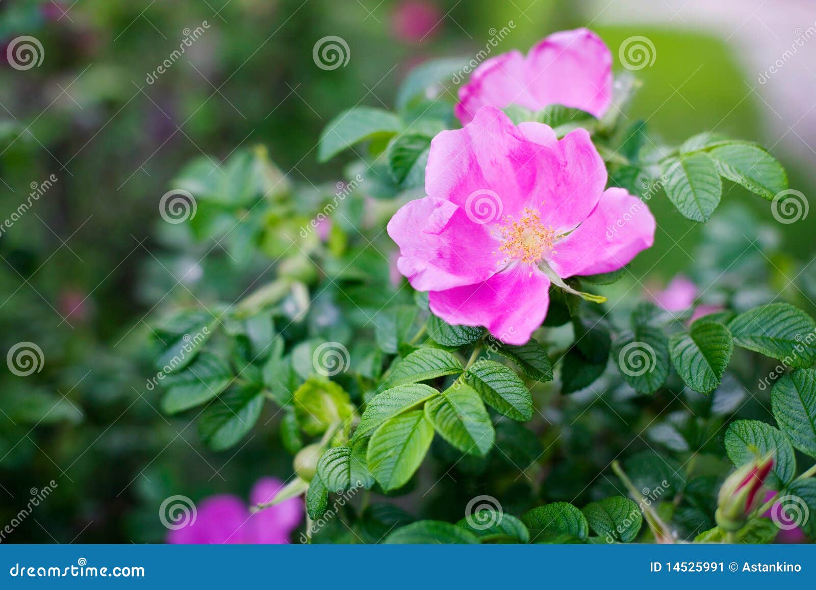 Wild Pink Roses stock image. Image of freshness, bloom 14525991