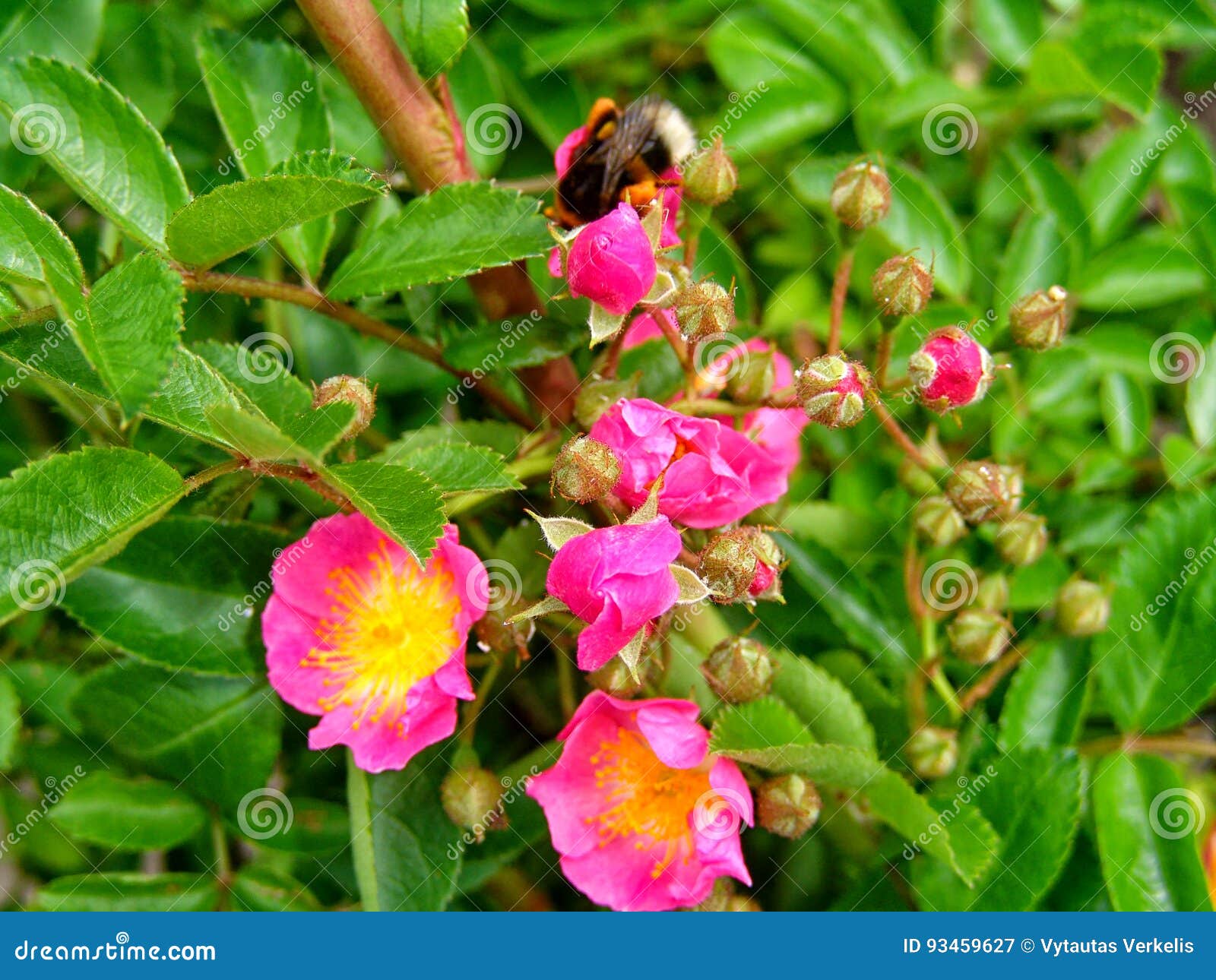 Wild pink roses bush stock image. Image of fresh, pink 93459627