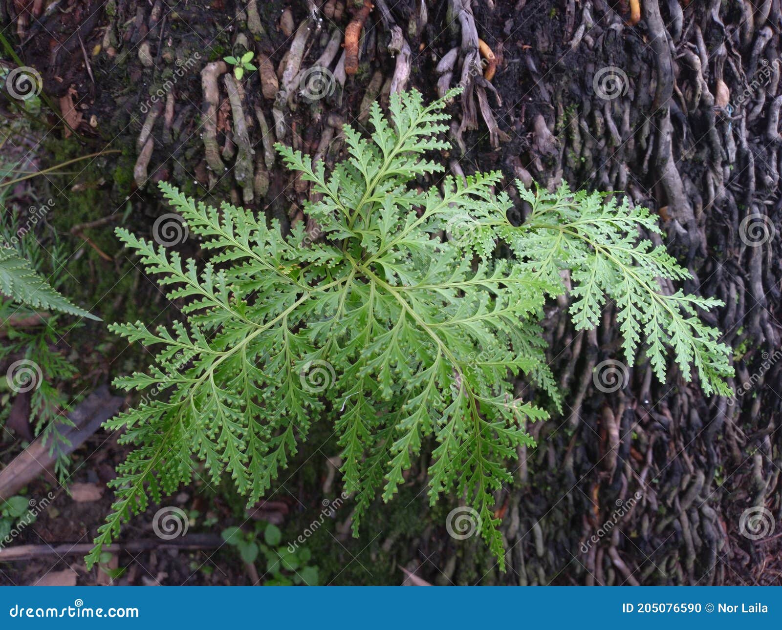 wild plant. athyrium filix-femina