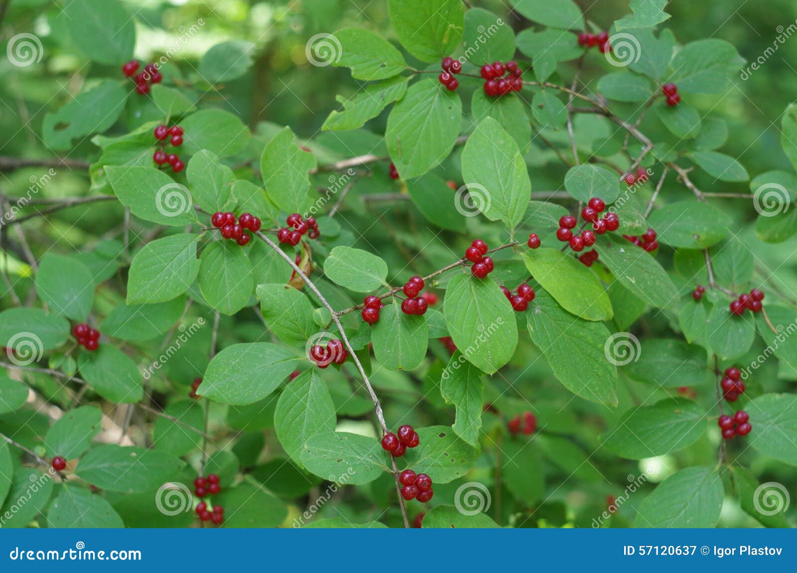 Wild plant dogberry, macro stock image. Image of close 57120637