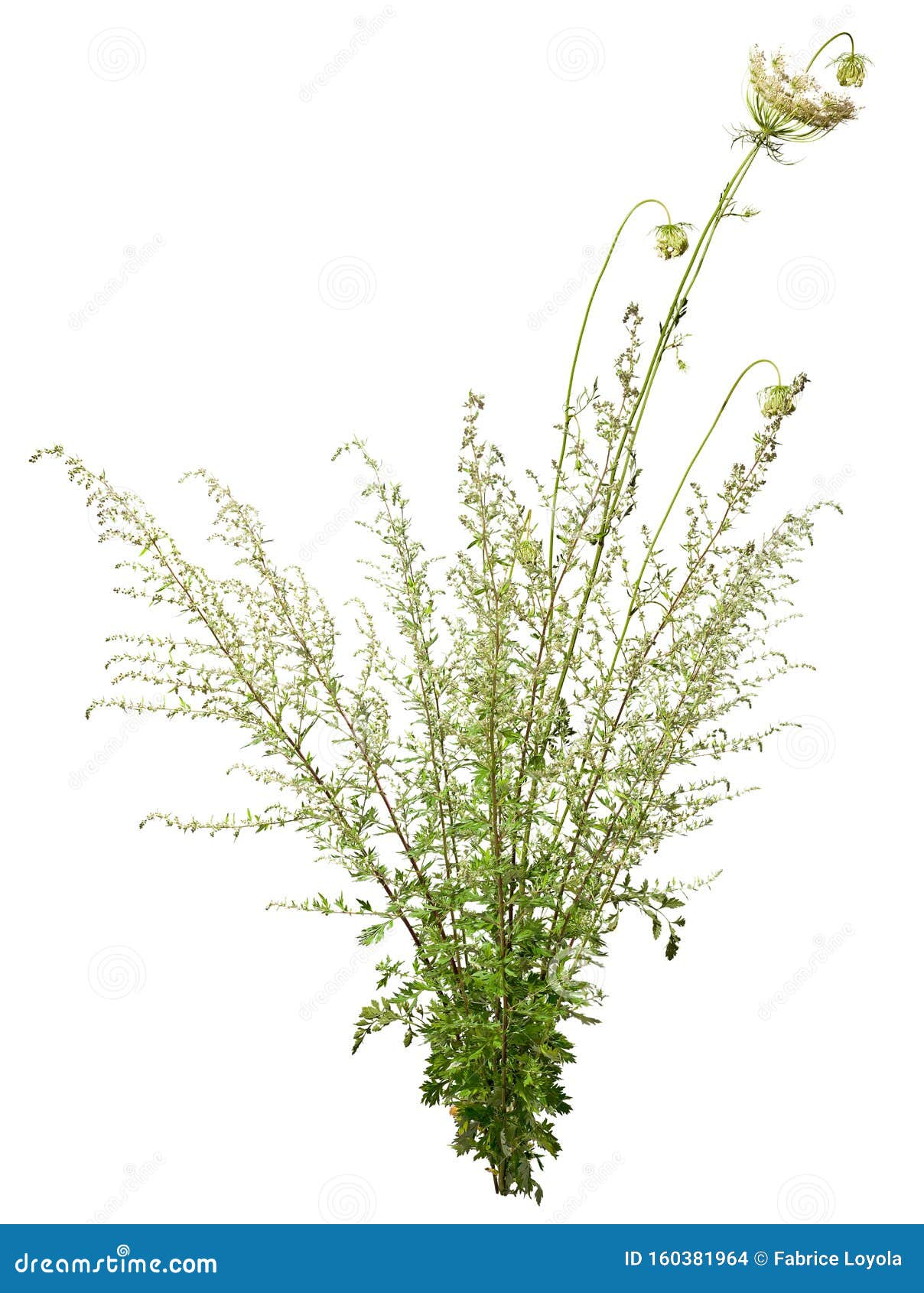 Cut Out Wild Plants. Wildflower Isolated Stock Photo - Image of underwood,  bush: 160381964