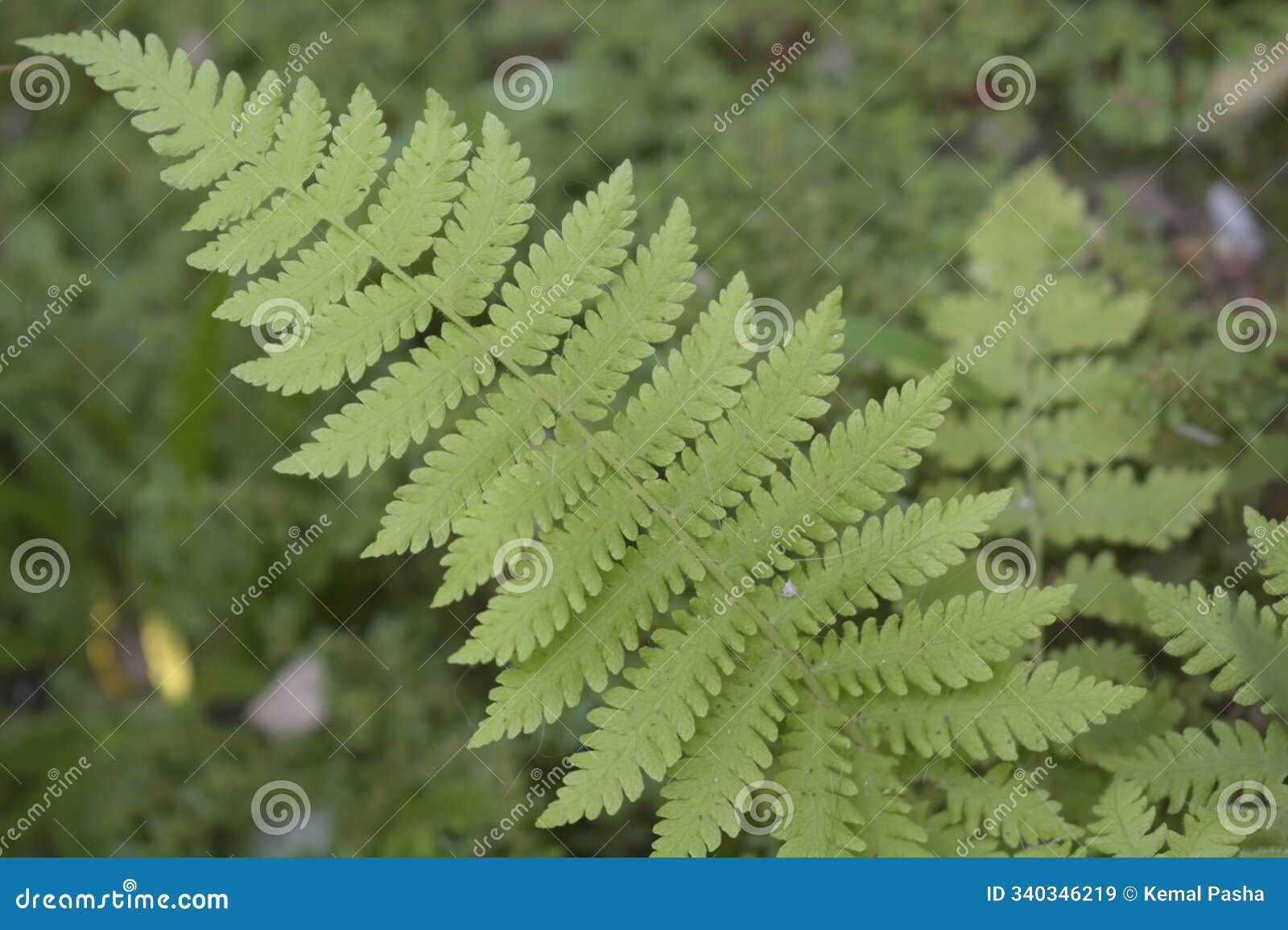 a wild plant with long leaf bone internodes