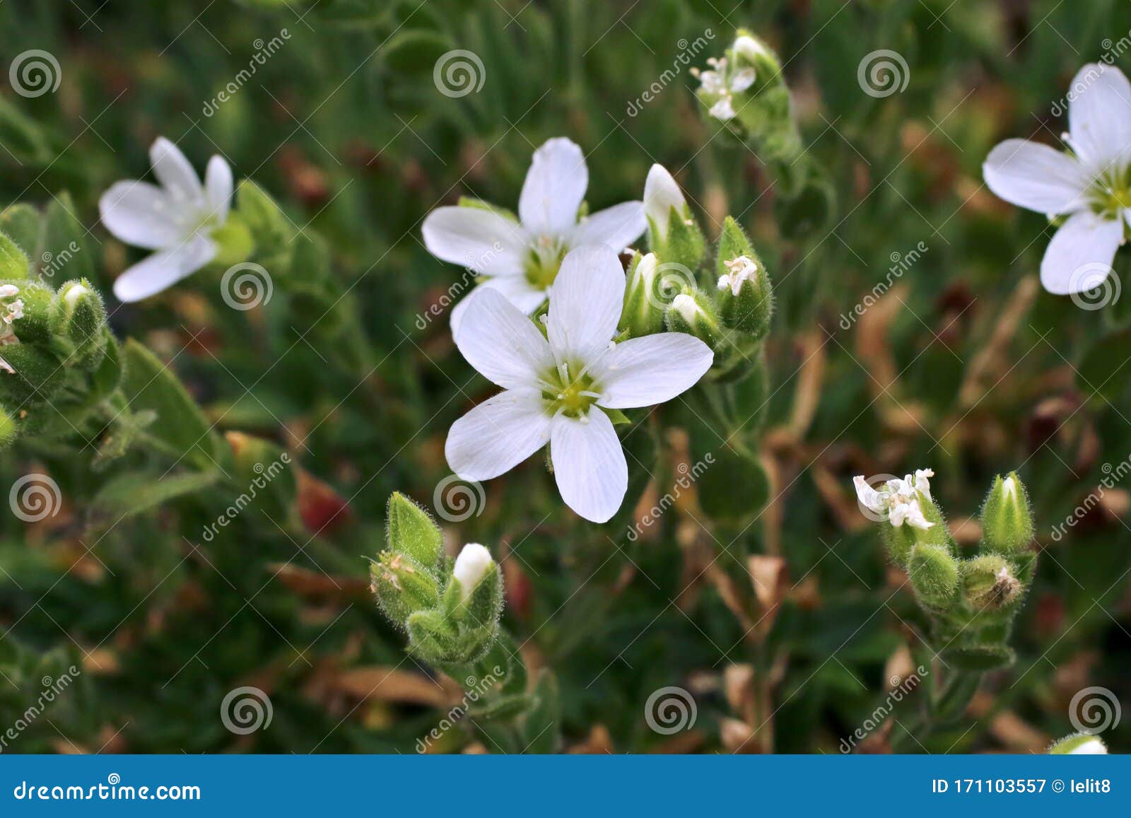 Minuartia Saxifraga - Wild Plant Stock Image - Image of bloom, minuartia:  171103557