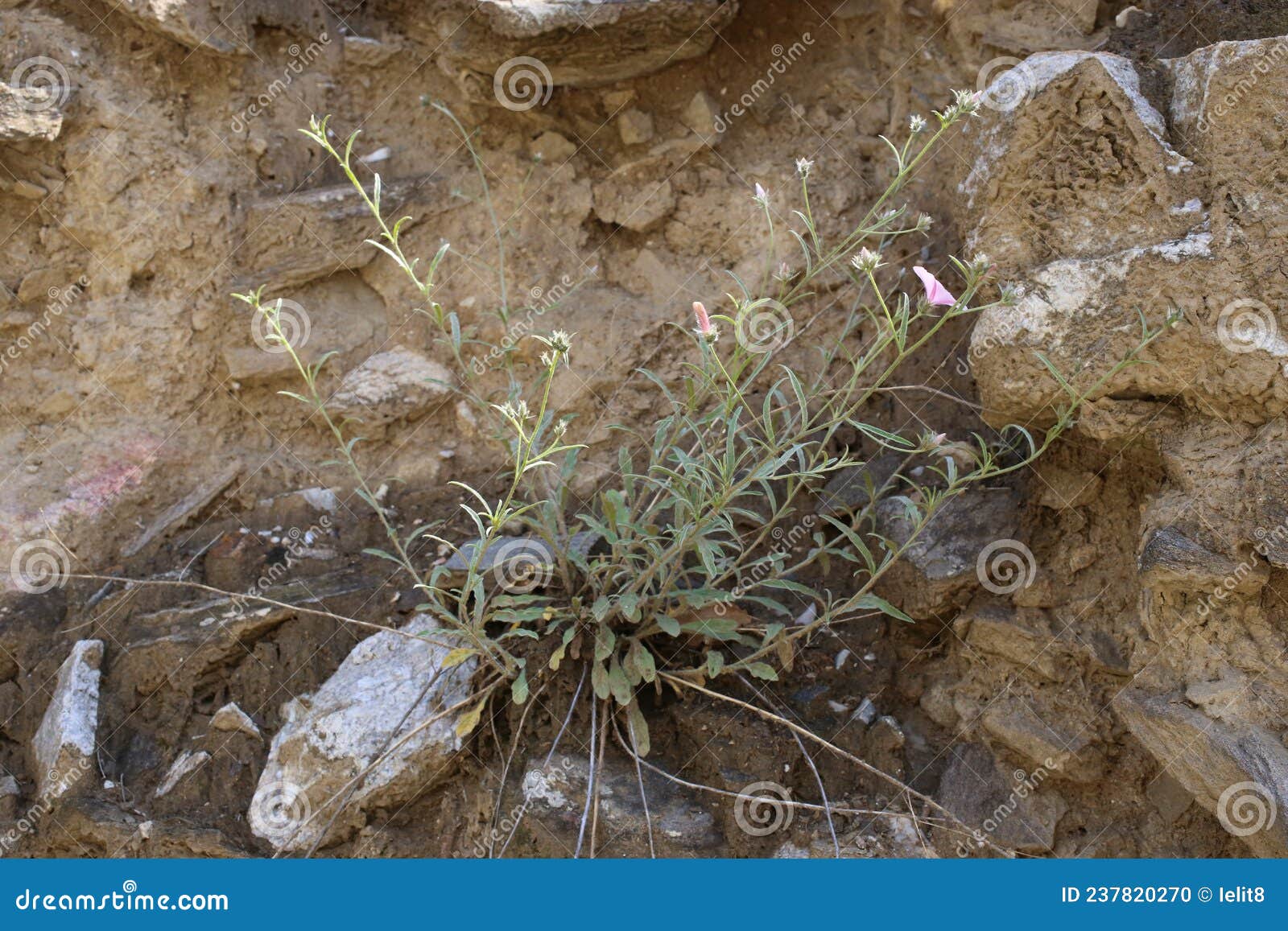 convolvulus cantabrica - wild plant shot in the spring