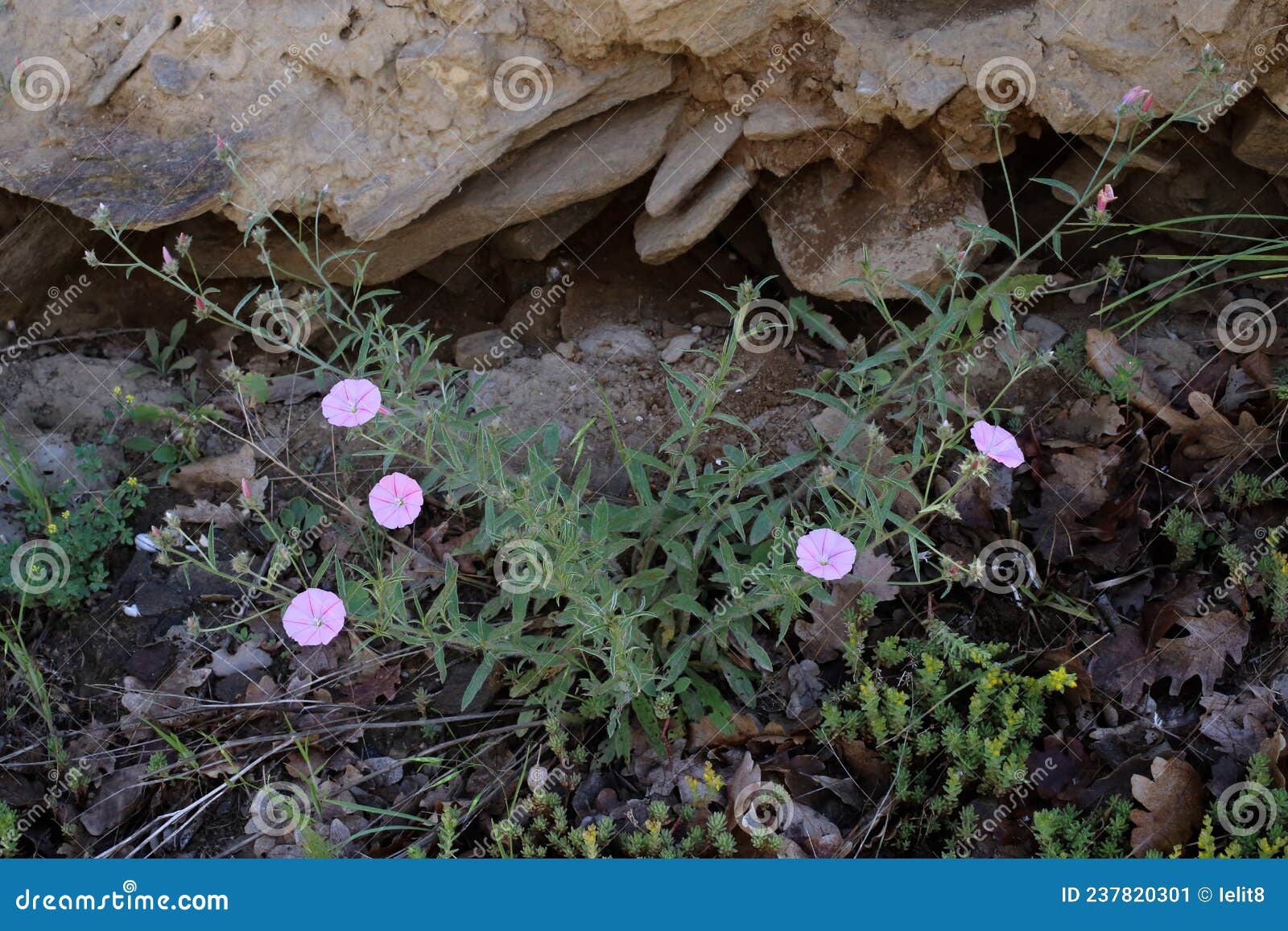 convolvulus cantabrica - wild plant shot in the spring