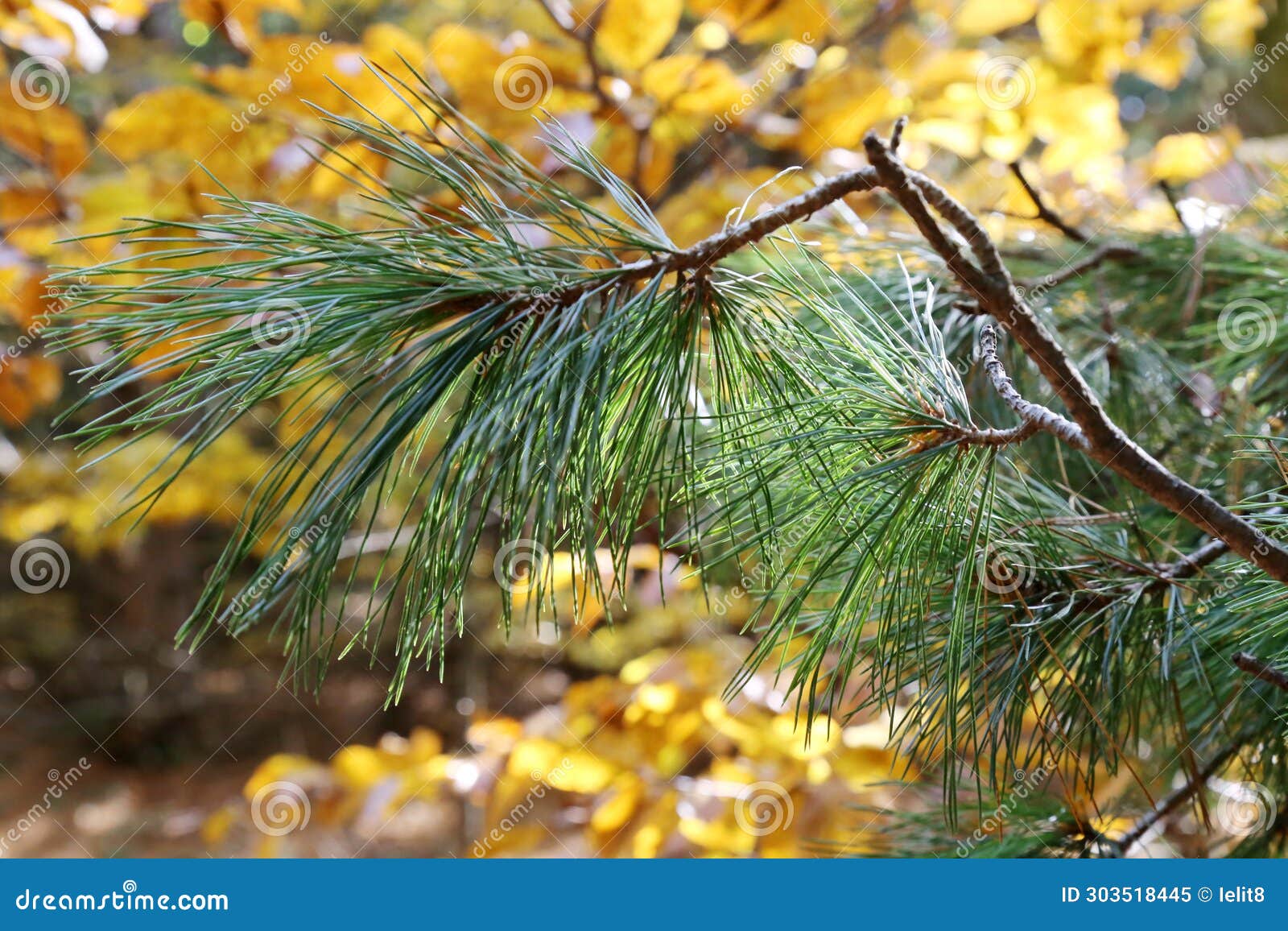 pinus peuce, pinaceae.