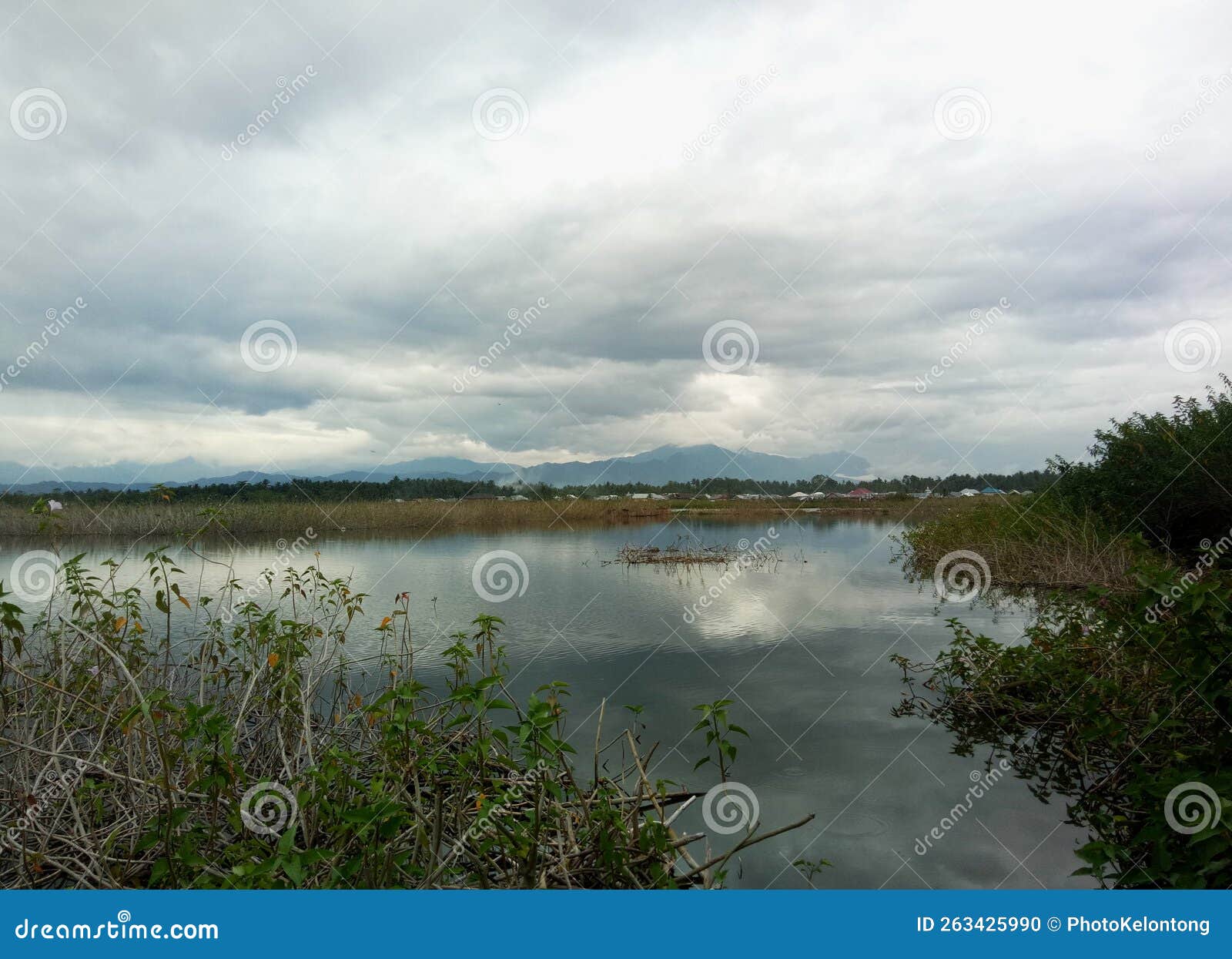 Wild Plants that Grow on the Banks of the River Stock Photo Image of cloud, horizon 263425990