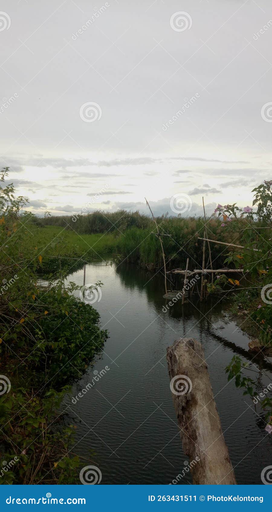 Wild Plants that Grow on the Banks of the River Stock Image Image of morning, tree 263431511