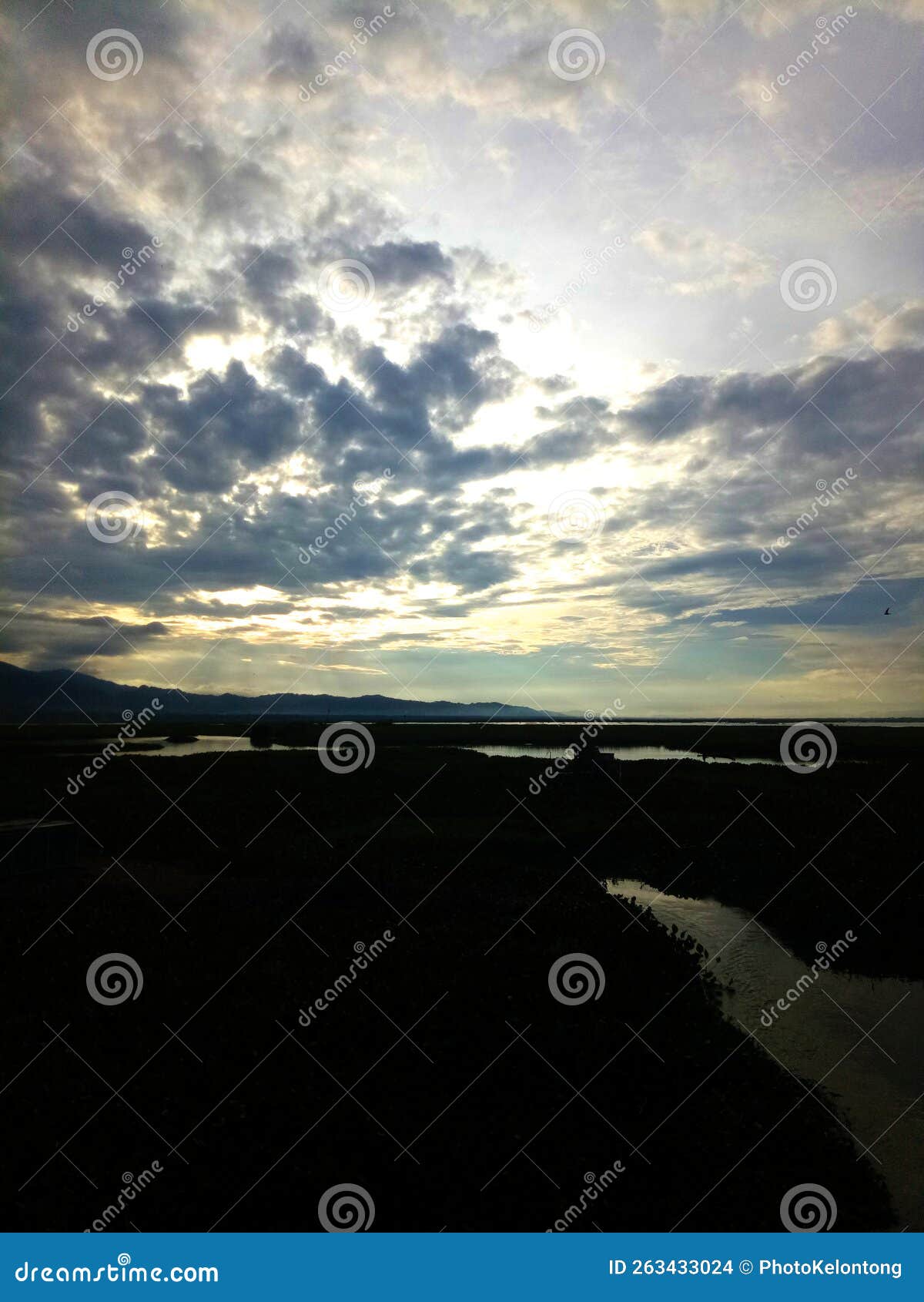 Wild Plants that Grow on the Banks of the River Stock Photo Image of tree, morning 263433024