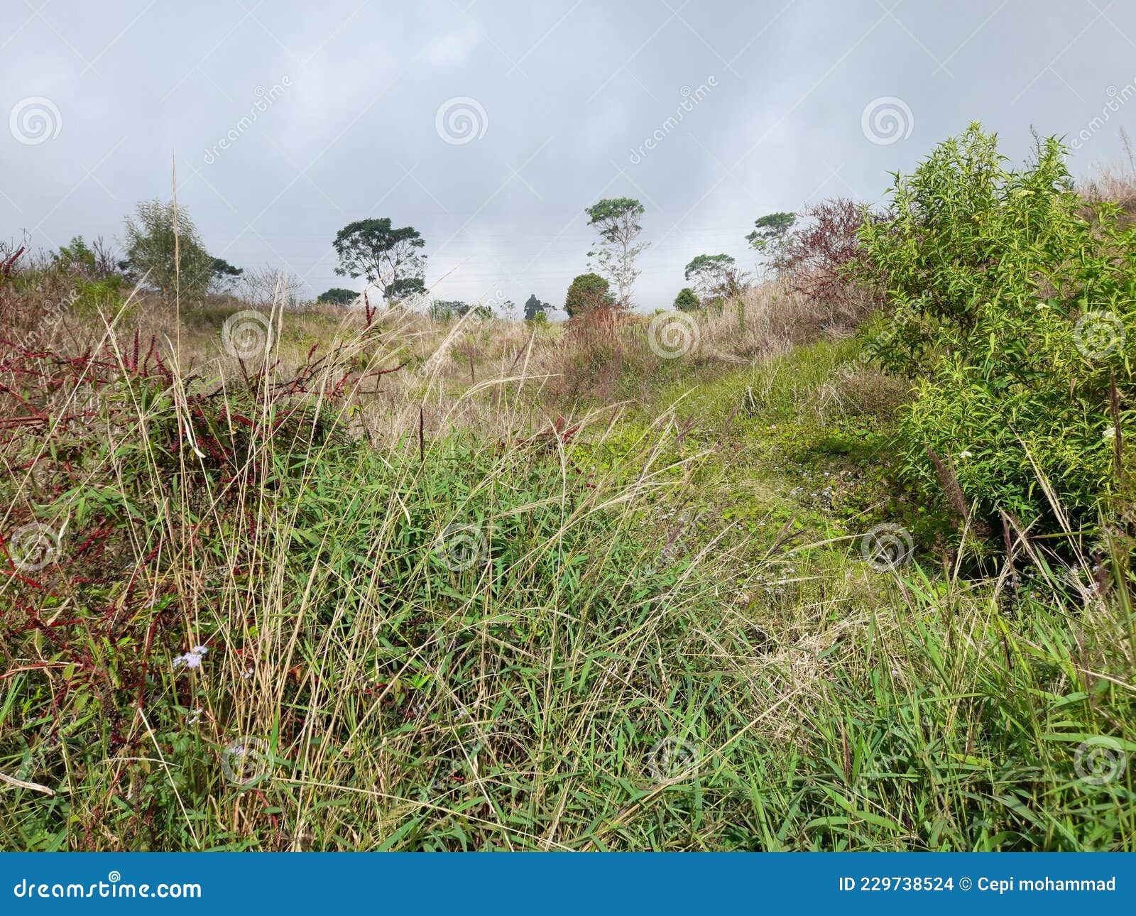 Wild Plants that Grow in the Hills and Fields Stock Photo Image of
