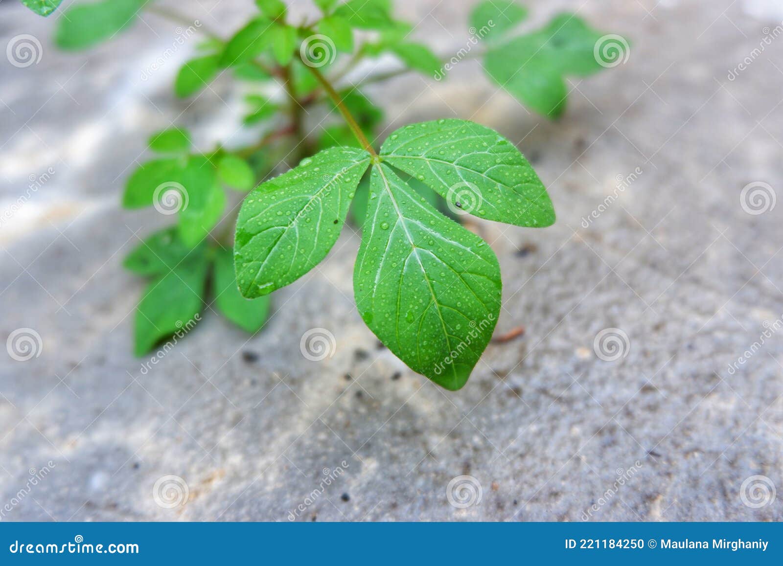 Wild Plants Growing in the Backyard Stock Photo Image of tree leaf