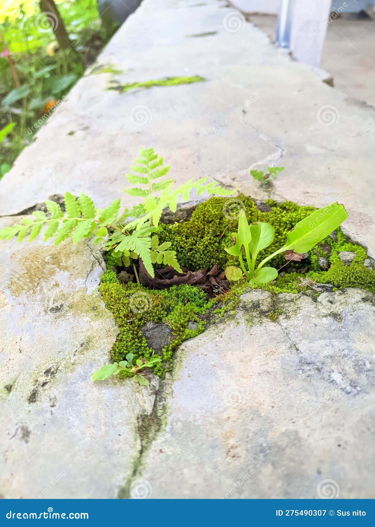 Wild Plants Growing on Cemented Bricks Stock Image Image of growing