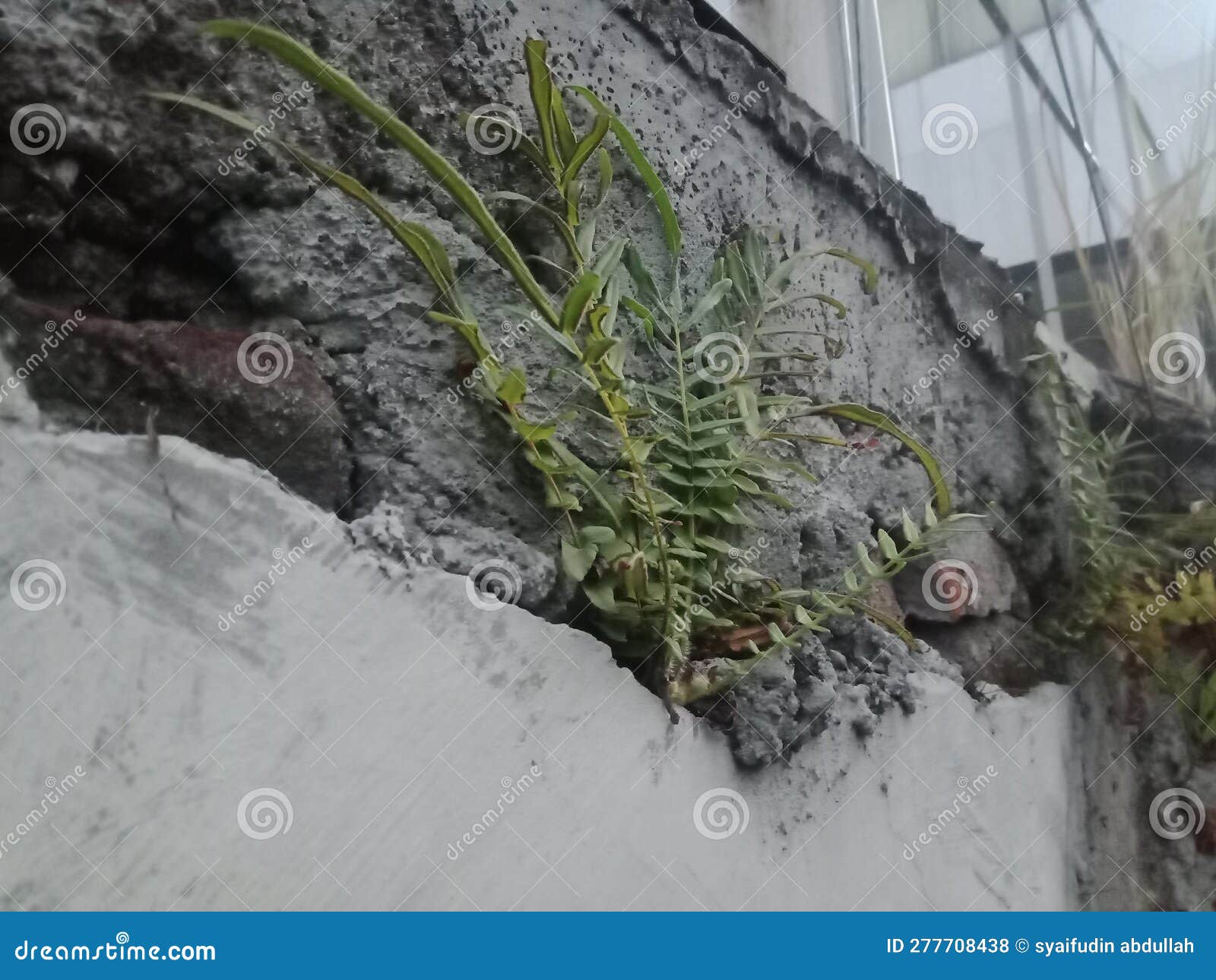 Wild Plants that Live and Stick To the Old Walls Stock Photo Image of