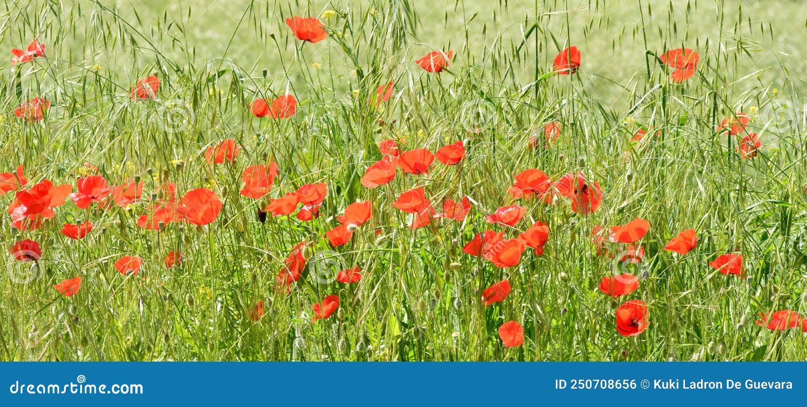 wild poppies among the grass in the field