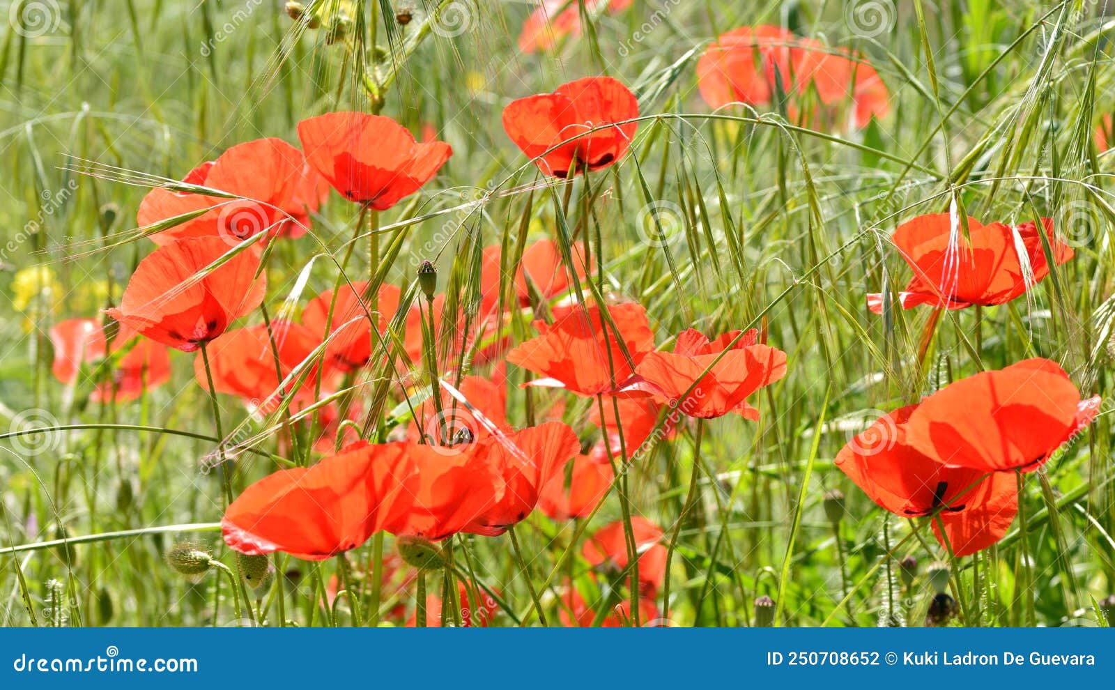 wild poppies among the grass in the field