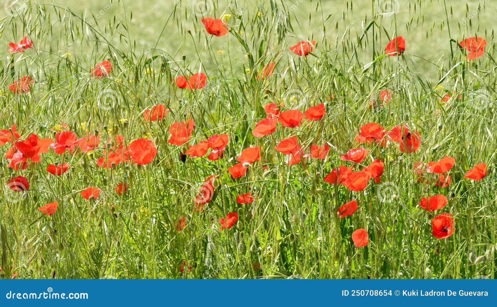 wild poppies among the grass in the field